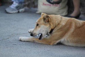 地狱人心age动漫